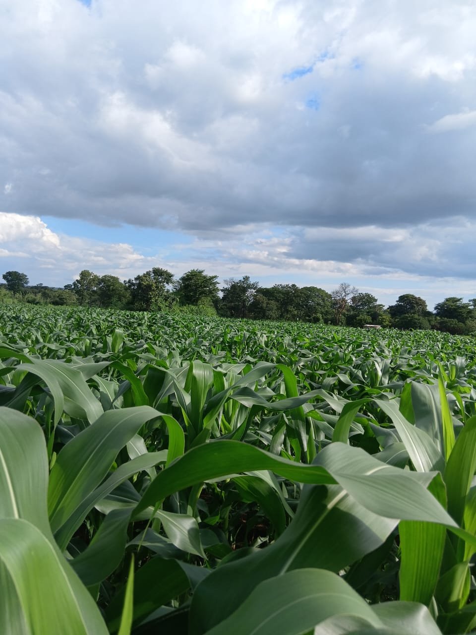 Climate-Smart Agriculture